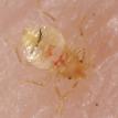 First instar bed bug nymph 1