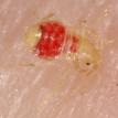 First instar bed bug nymph 3